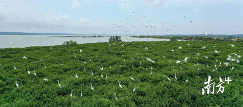 南方日報頭版聚焦 湛江成功開發(fā)我國首個藍碳交易項目，彰顯生態(tài)與經(jīng)濟協(xié)同發(fā)展新路徑